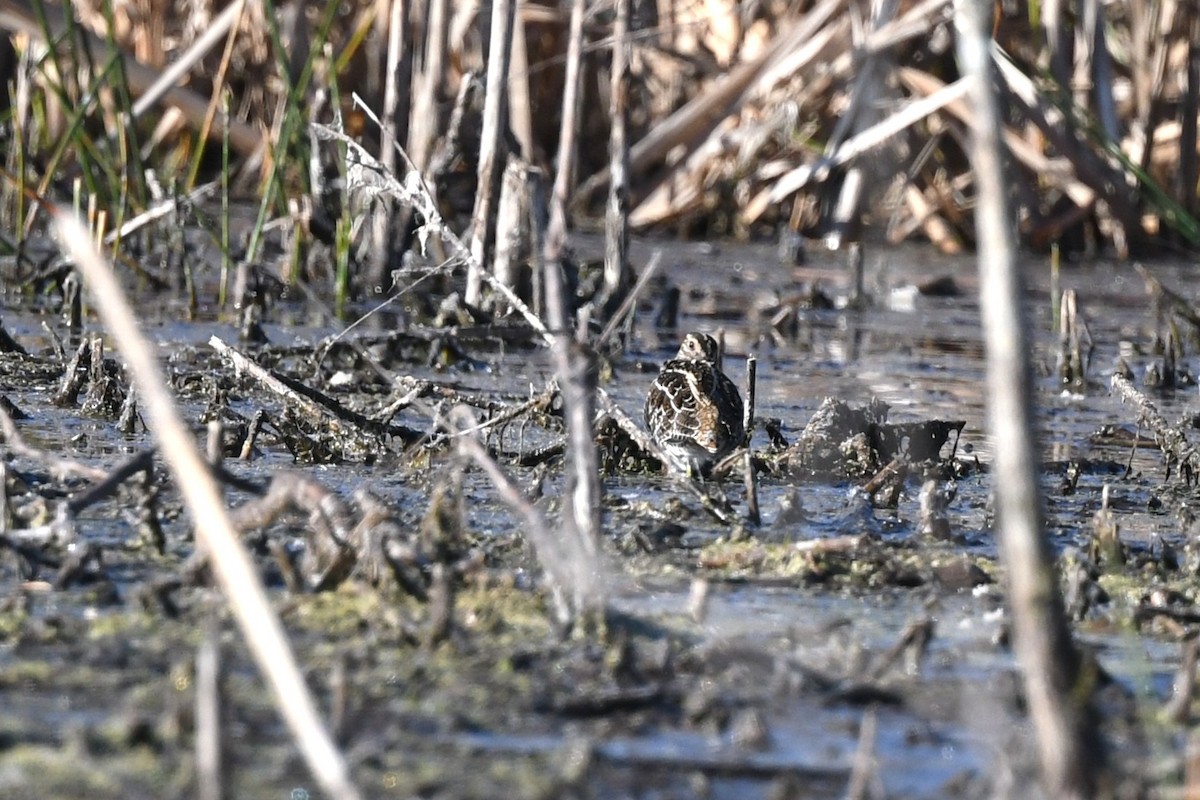 Wilson's Snipe - ML645168090