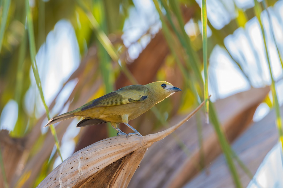 ヤシフウキンチョウ - ML645168096