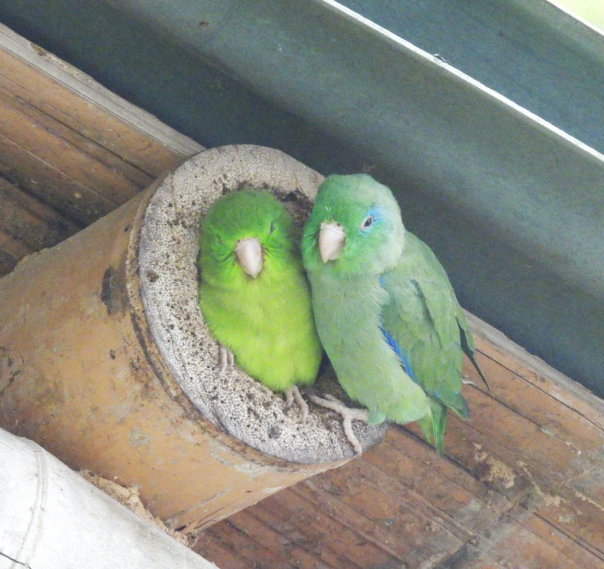 Spectacled Parrotlet - ML645168098