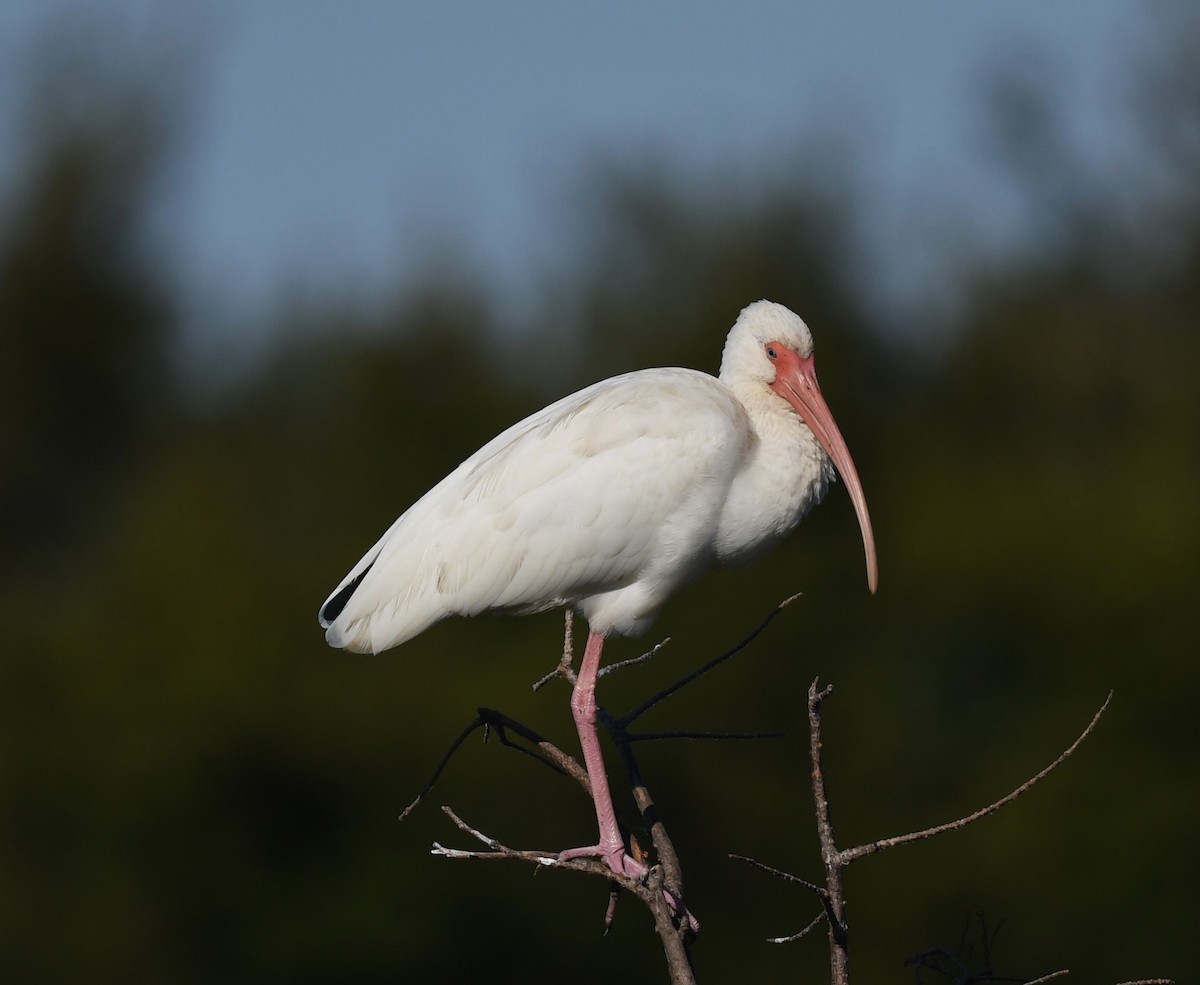 White Ibis - ML645168105
