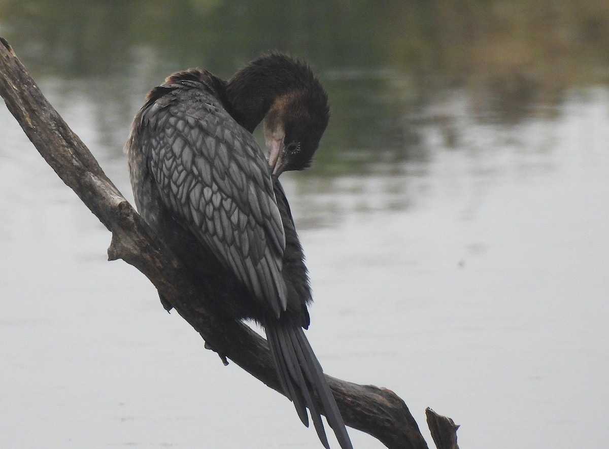 Pygmy Cormorant - ML645168111