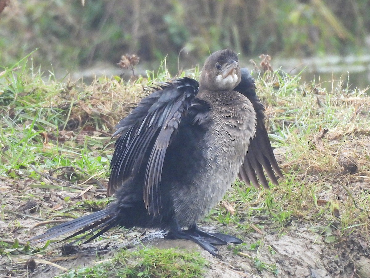 Pygmy Cormorant - ML645168112