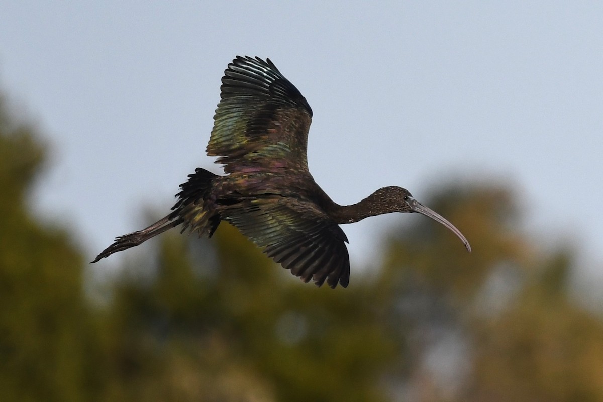 Glossy Ibis - ML645168118
