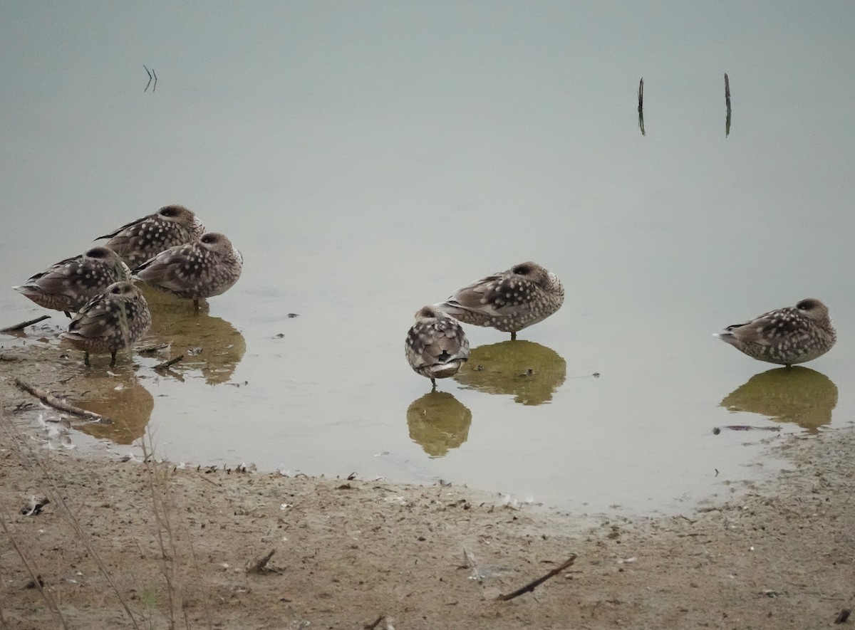 Marbled Duck - ML645168133