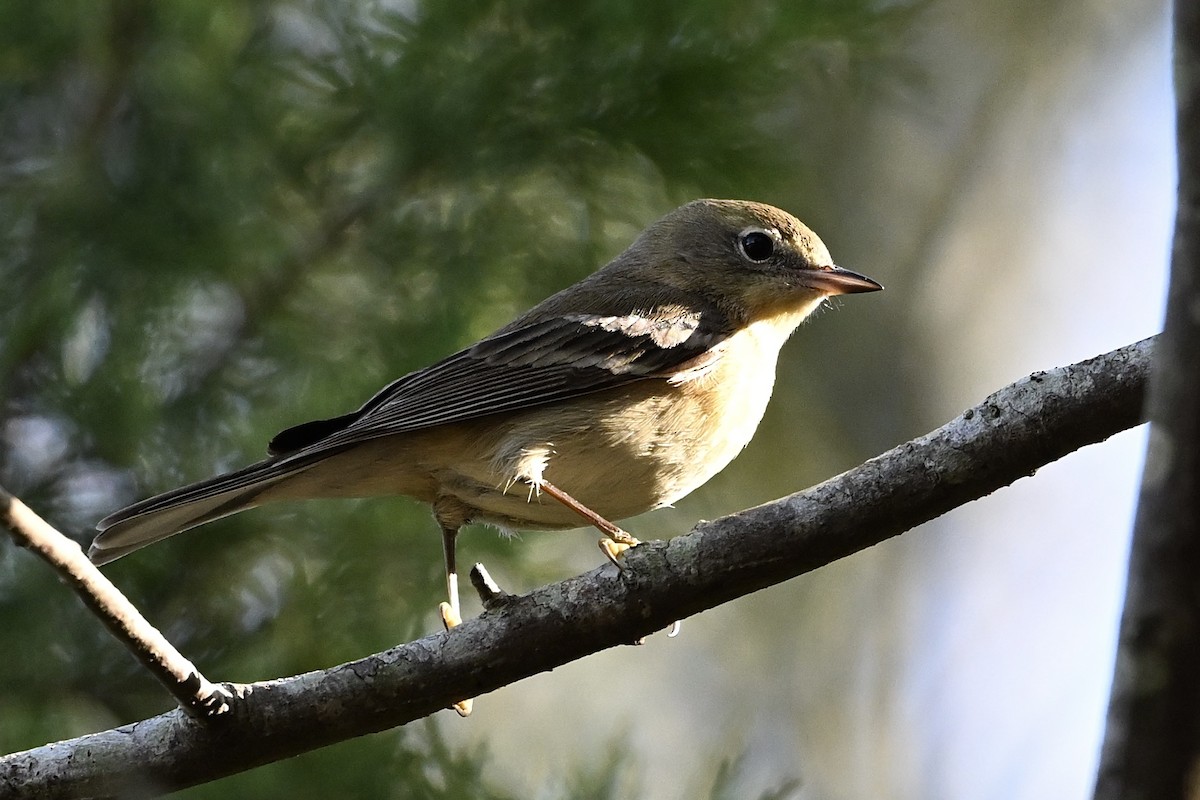 סבכון אורנים - ML645168134
