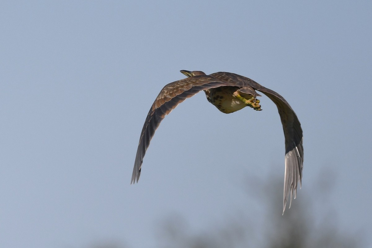 Бугай американський - ML645168138