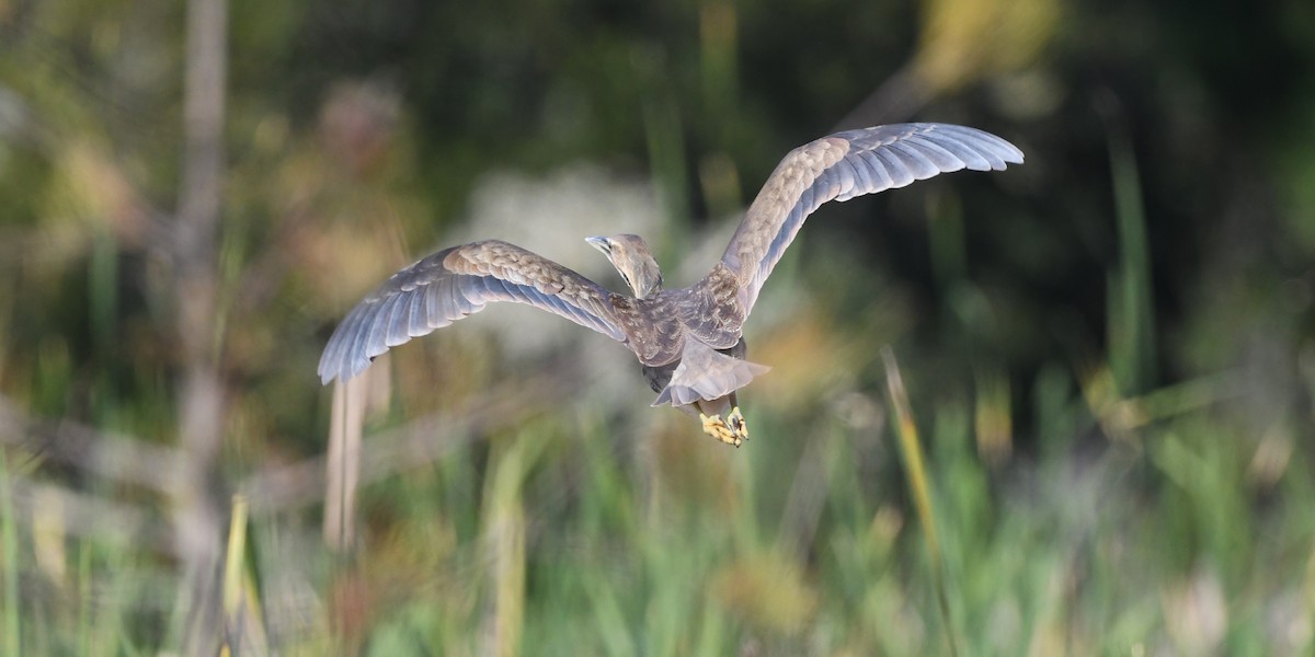 Бугай американський - ML645168139