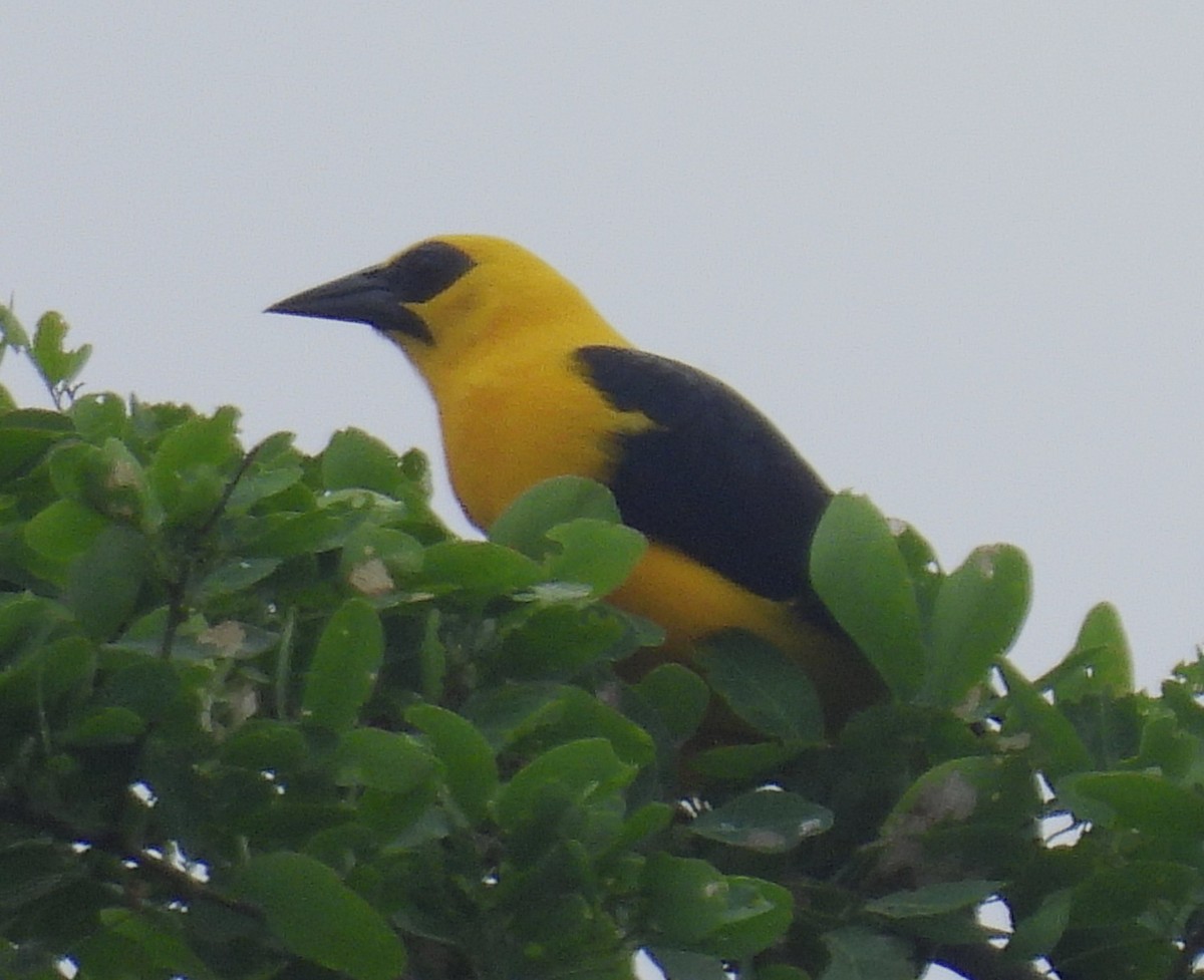 Oriole Blackbird - ML645168140