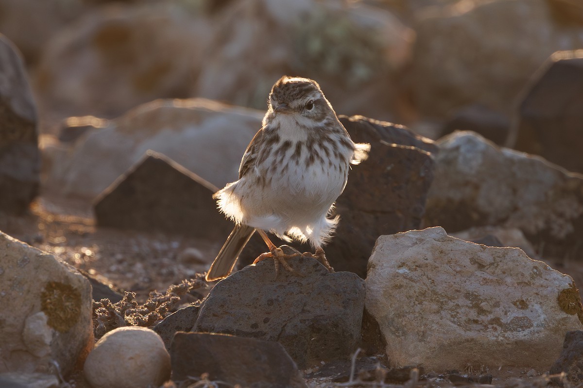 Berthelot's Pipit - ML645168153