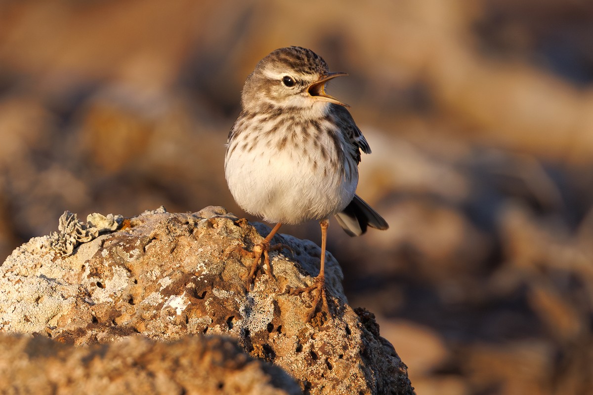 Berthelot's Pipit - ML645168154