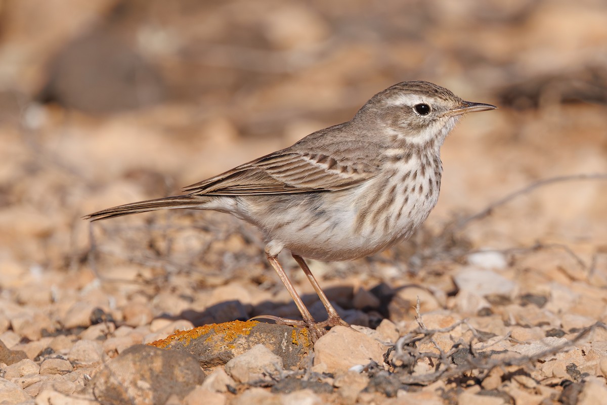 Berthelot's Pipit - ML645168155