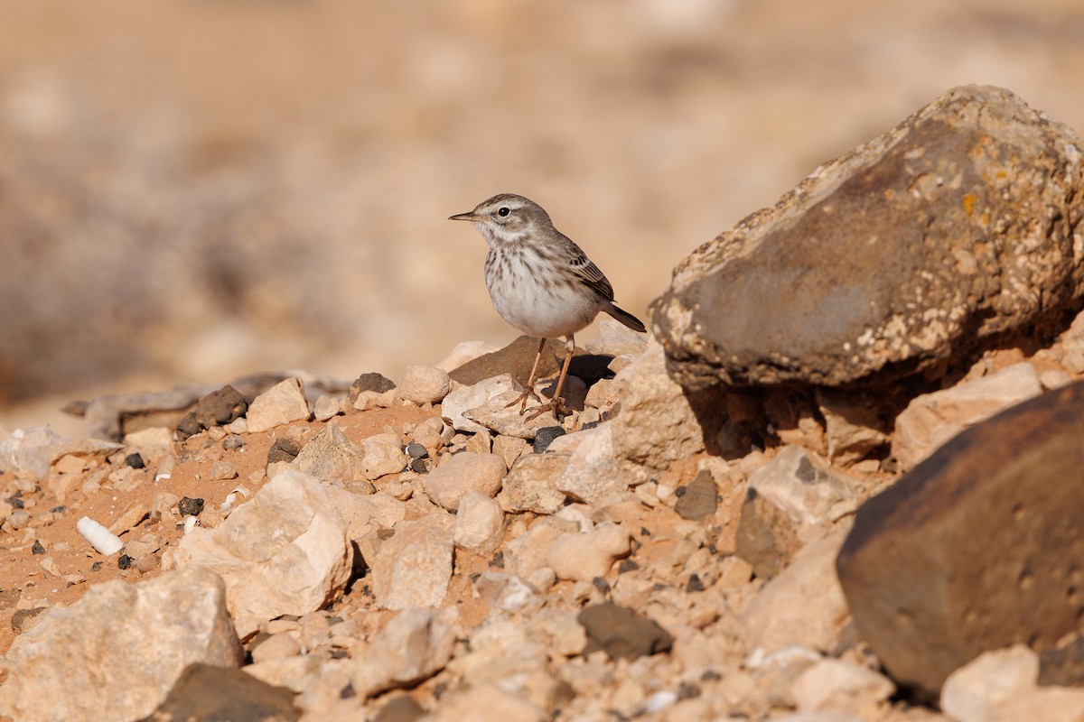 Berthelot's Pipit - ML645168156