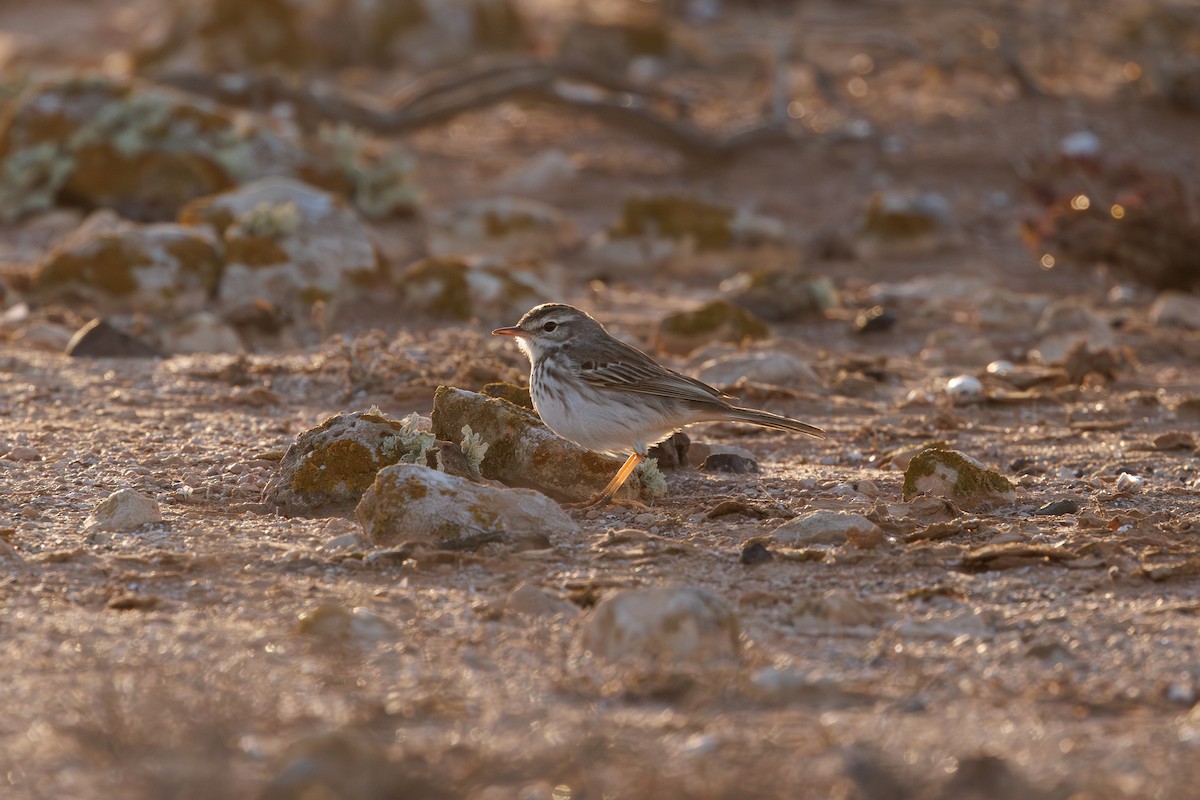 Berthelot's Pipit - ML645168157