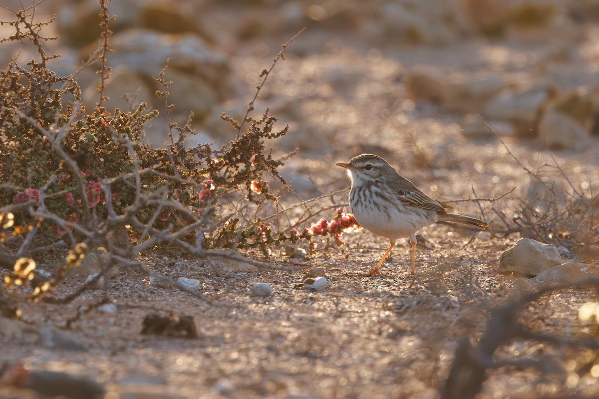 Berthelot's Pipit - ML645168158
