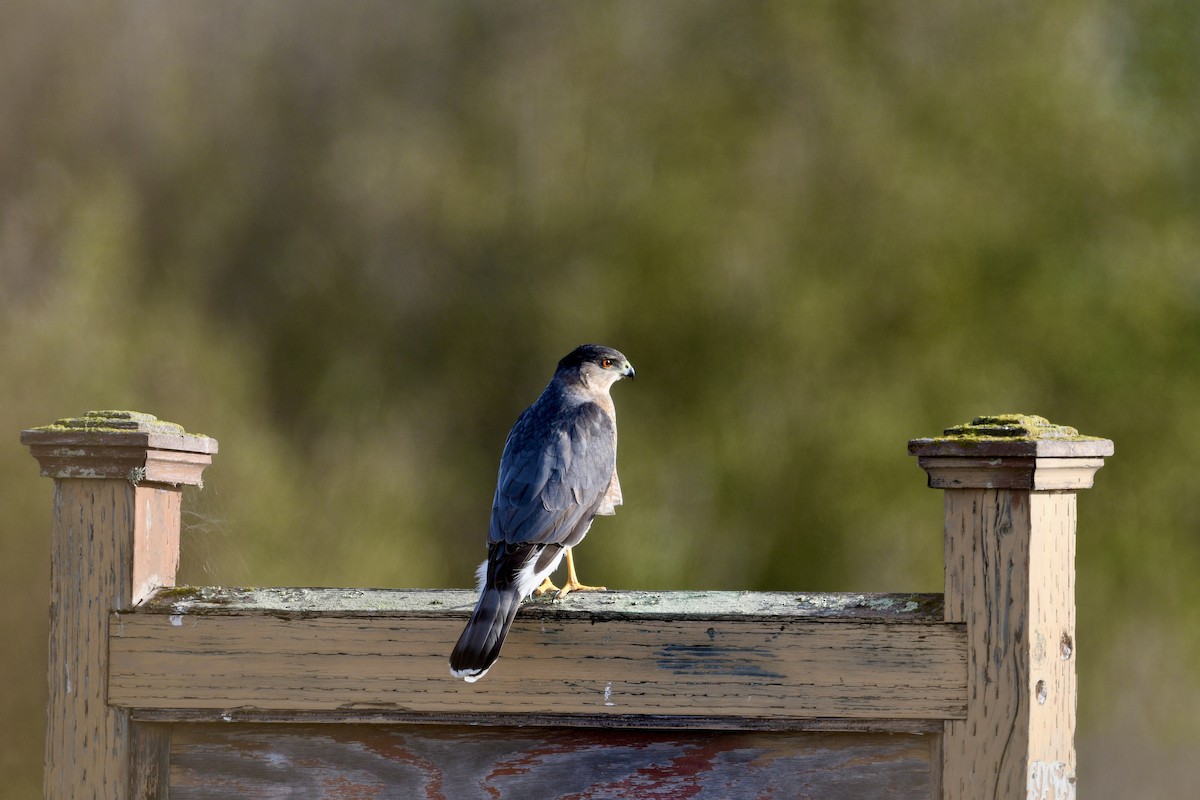 Cooper's Hawk - ML645168160