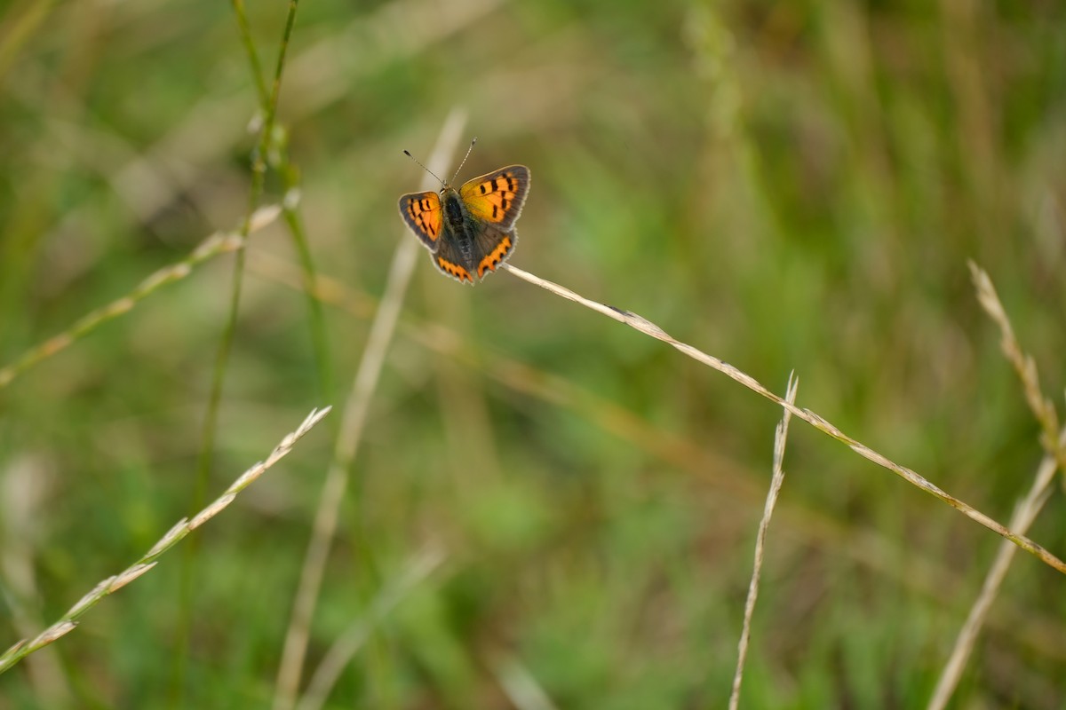 Small Copper - ML645168164