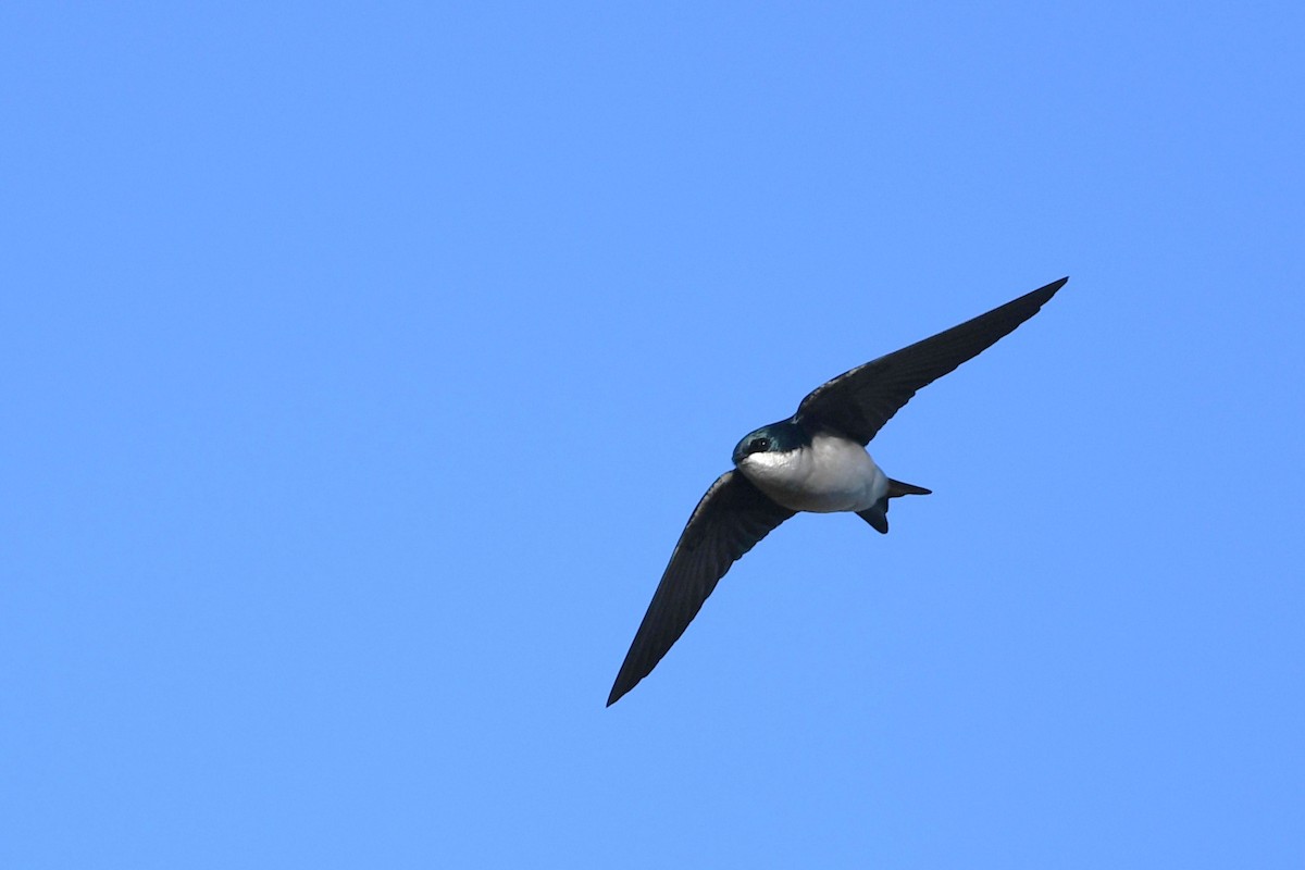 Tree Swallow - ML645168172