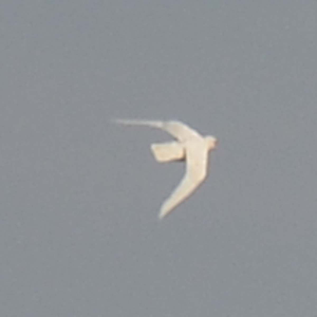 чайка sp. - ML645168177