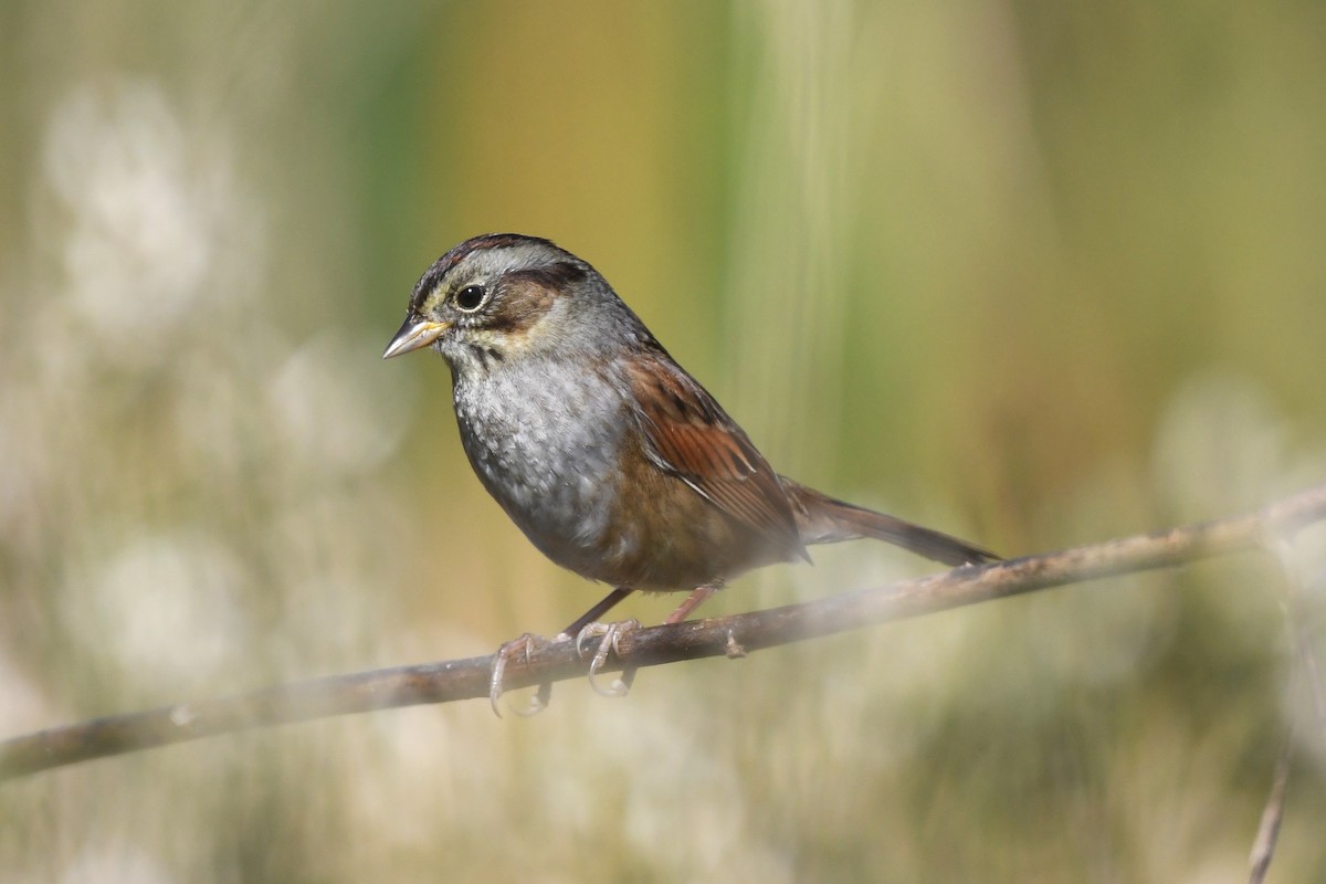 Swamp Sparrow - ML645168179