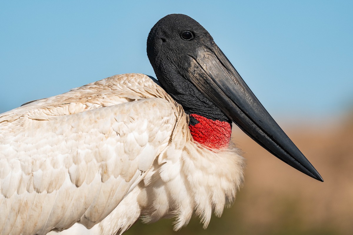 ズグロハゲコウ - ML645168182