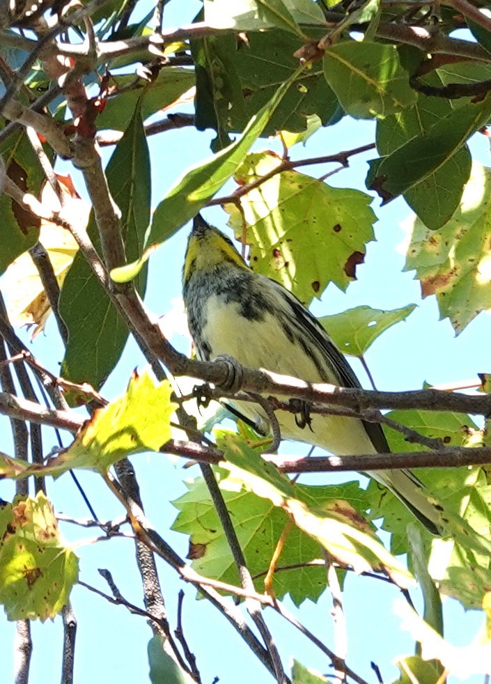Black-throated Green Warbler - ML645168187