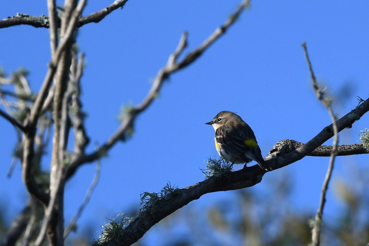 Yellow-rumped Warbler - ML645168188