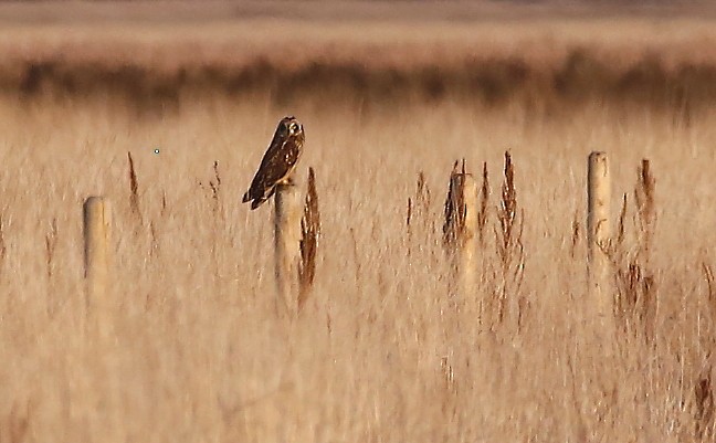 Zingira-hontza - ML645168190