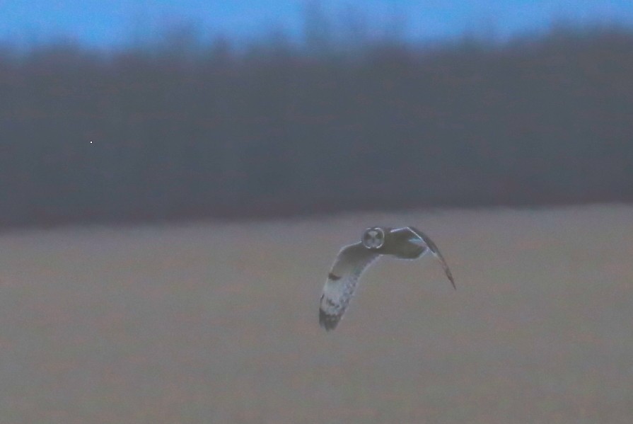 Zingira-hontza - ML645168191