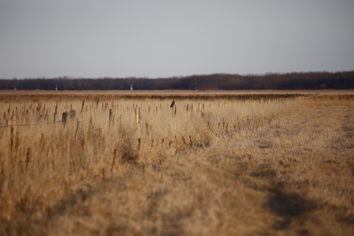 Zingira-hontza - ML645168192