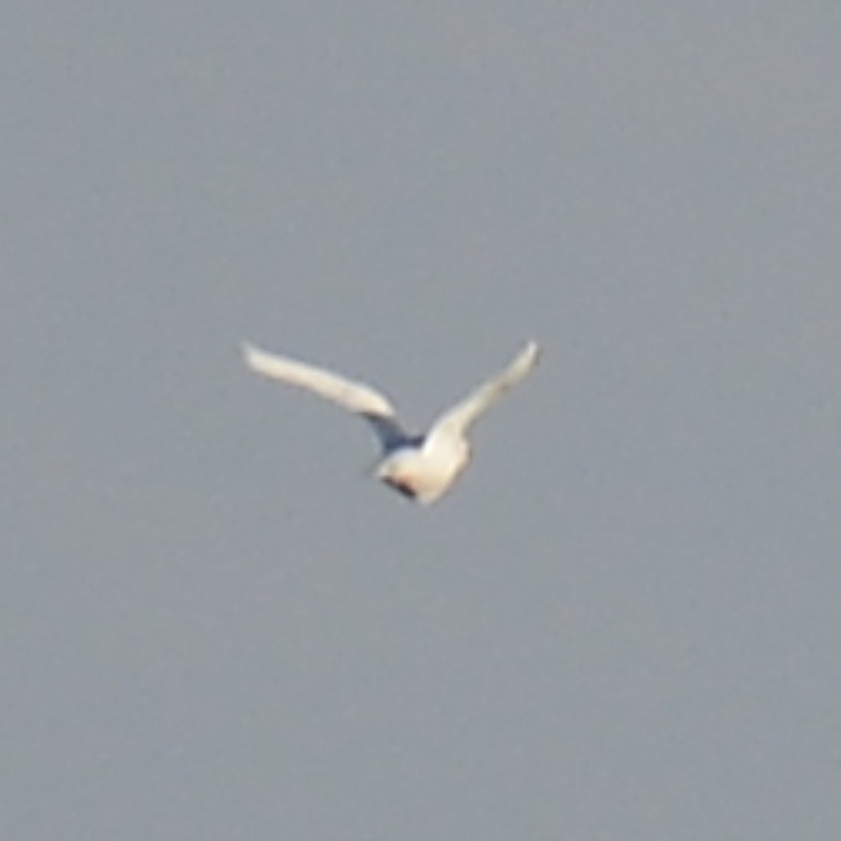 чайка sp. - ML645168207