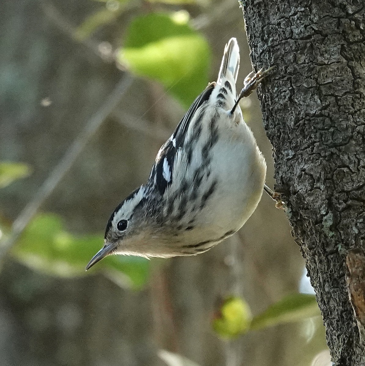 Black-and-white Warbler - ML645168211