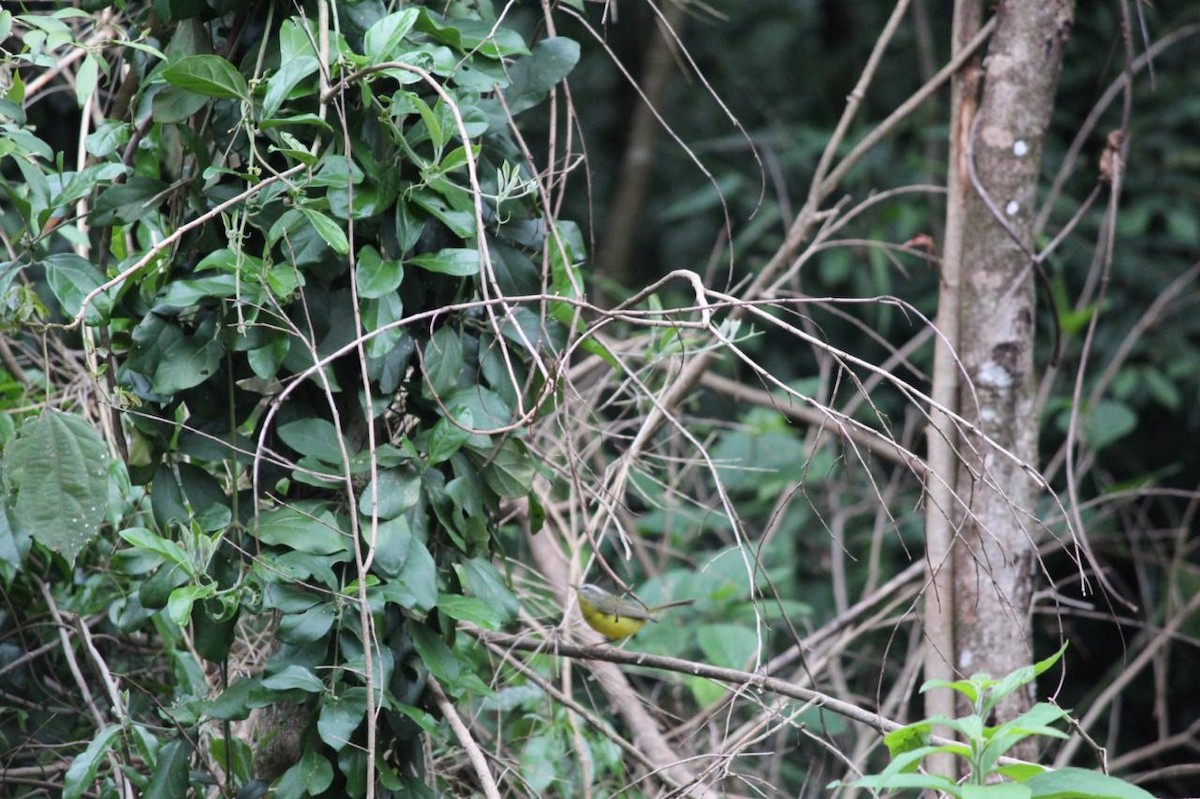 Golden-crowned Warbler - ML645168212