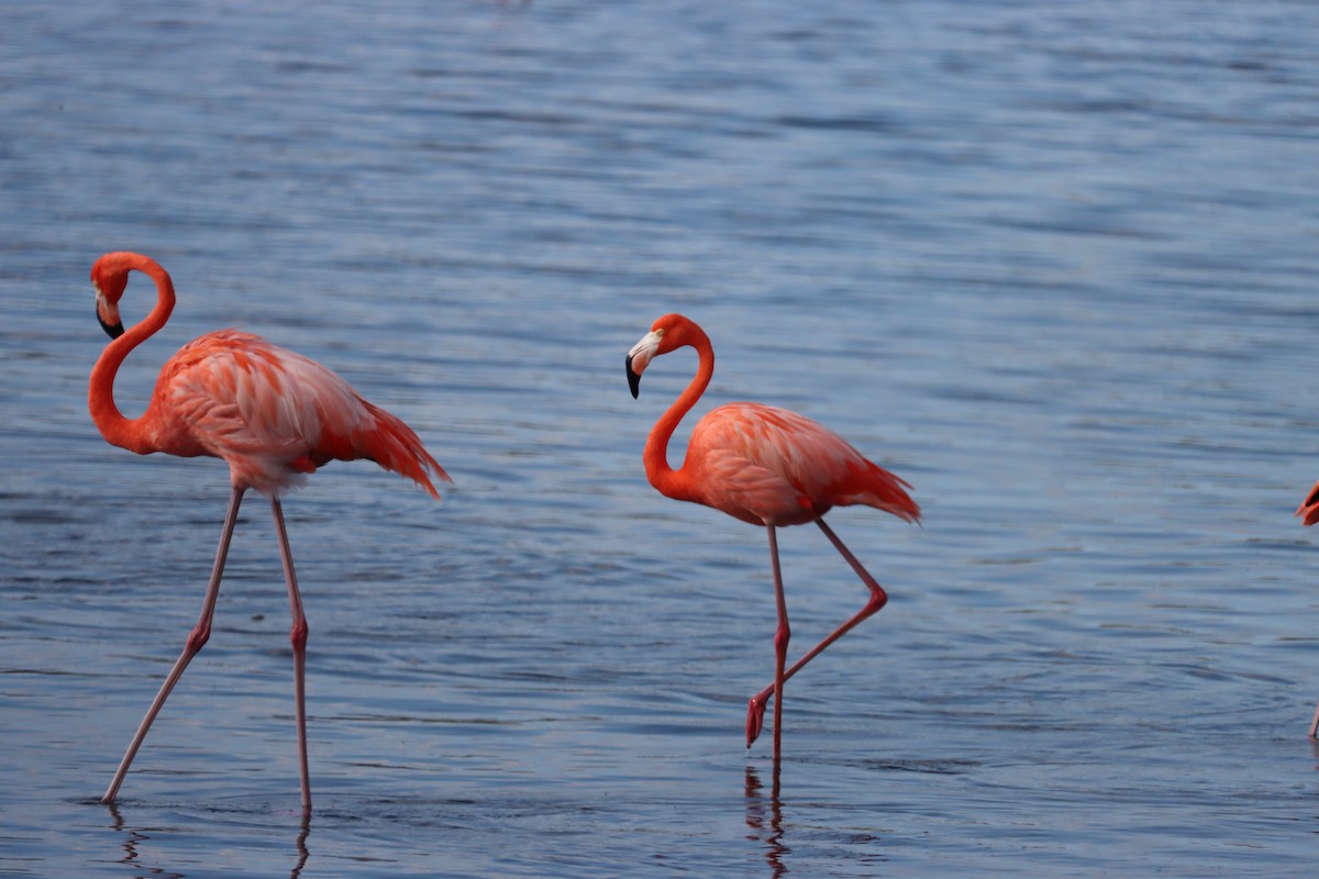 オオフラミンゴ - ML645168213