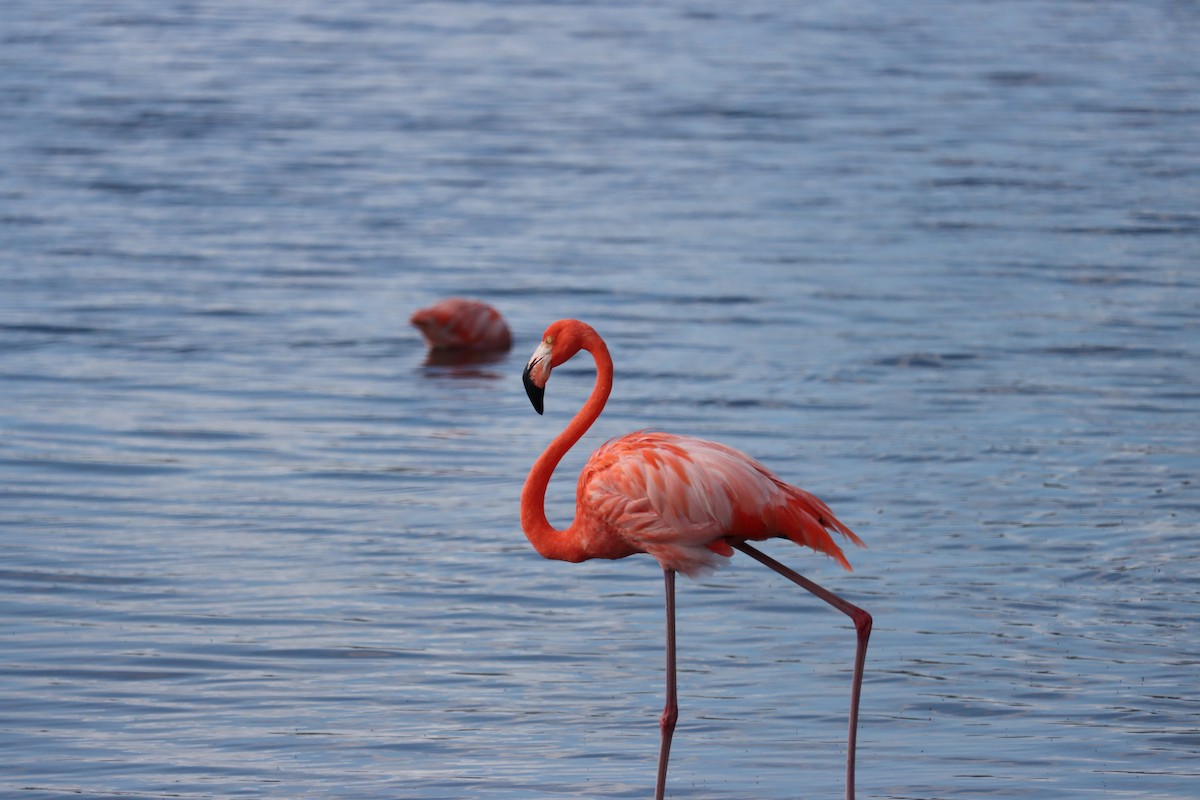 オオフラミンゴ - ML645168214