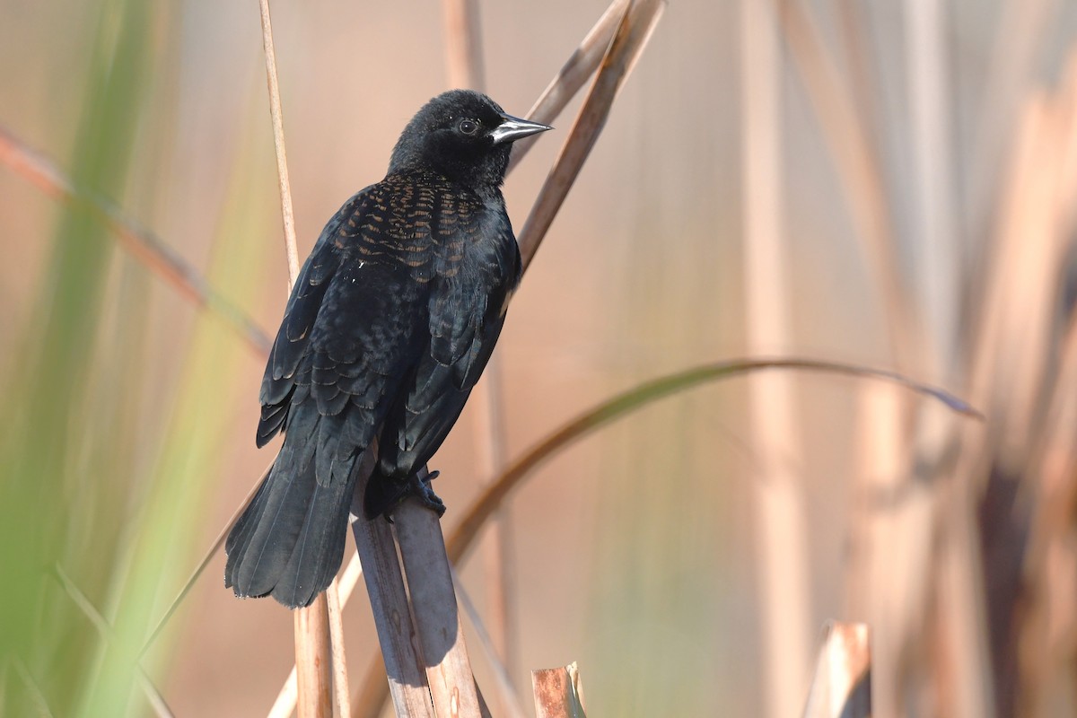Red-winged Blackbird - ML645168216