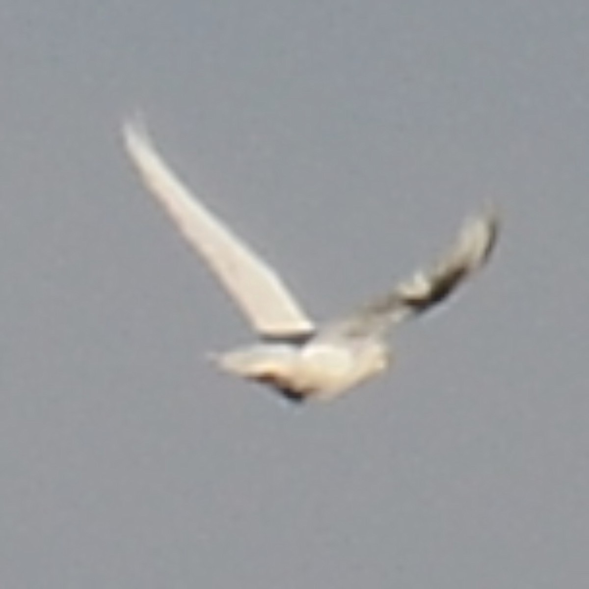 чайка sp. - ML645168219