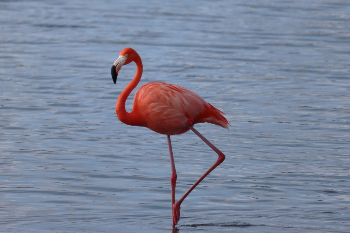 オオフラミンゴ - ML645168221