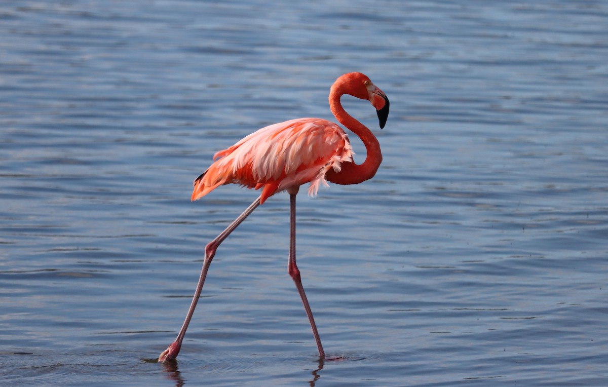 オオフラミンゴ - ML645168222