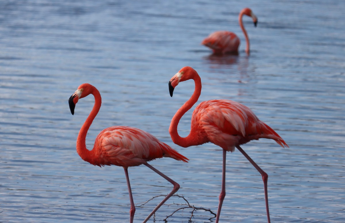 オオフラミンゴ - ML645168223