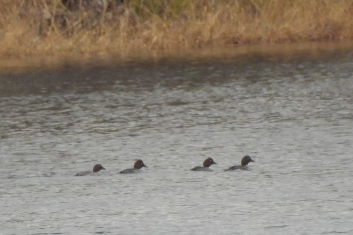 Common Goldeneye - ML645168225
