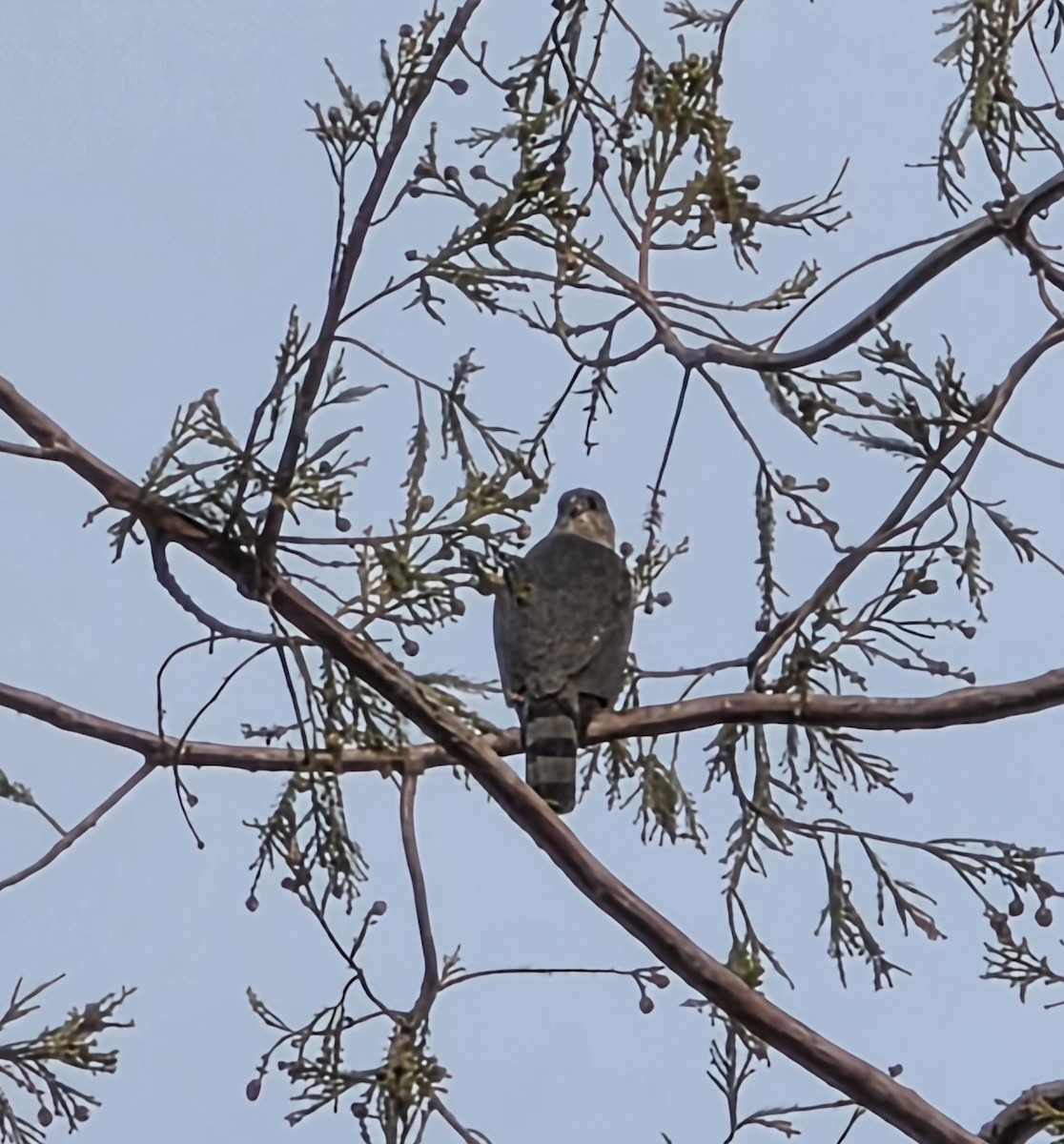 Cooper's Hawk - ML645168232