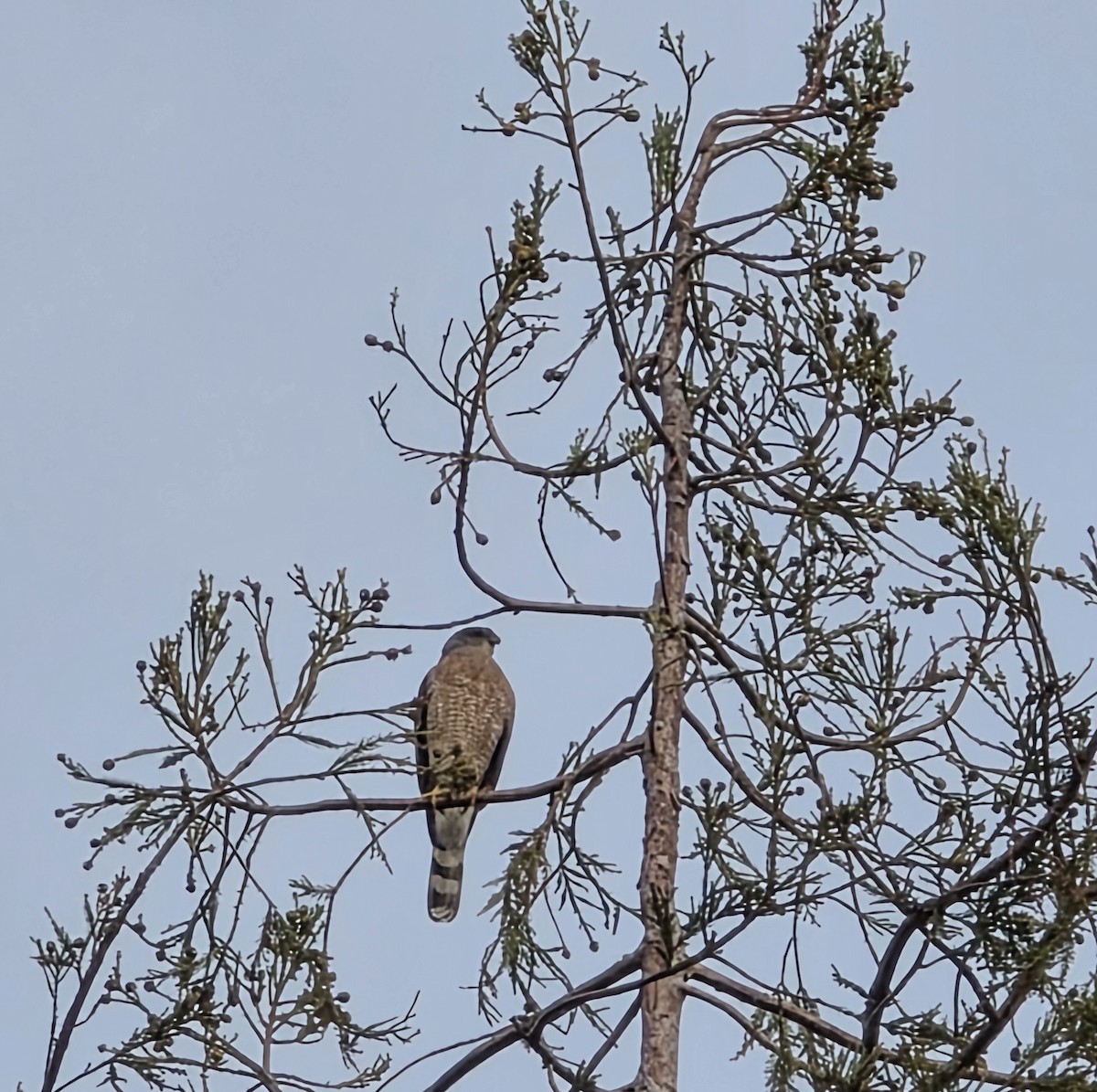 Cooper's Hawk - ML645168233