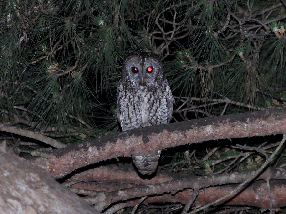 Chouette hulotte - ML645168238