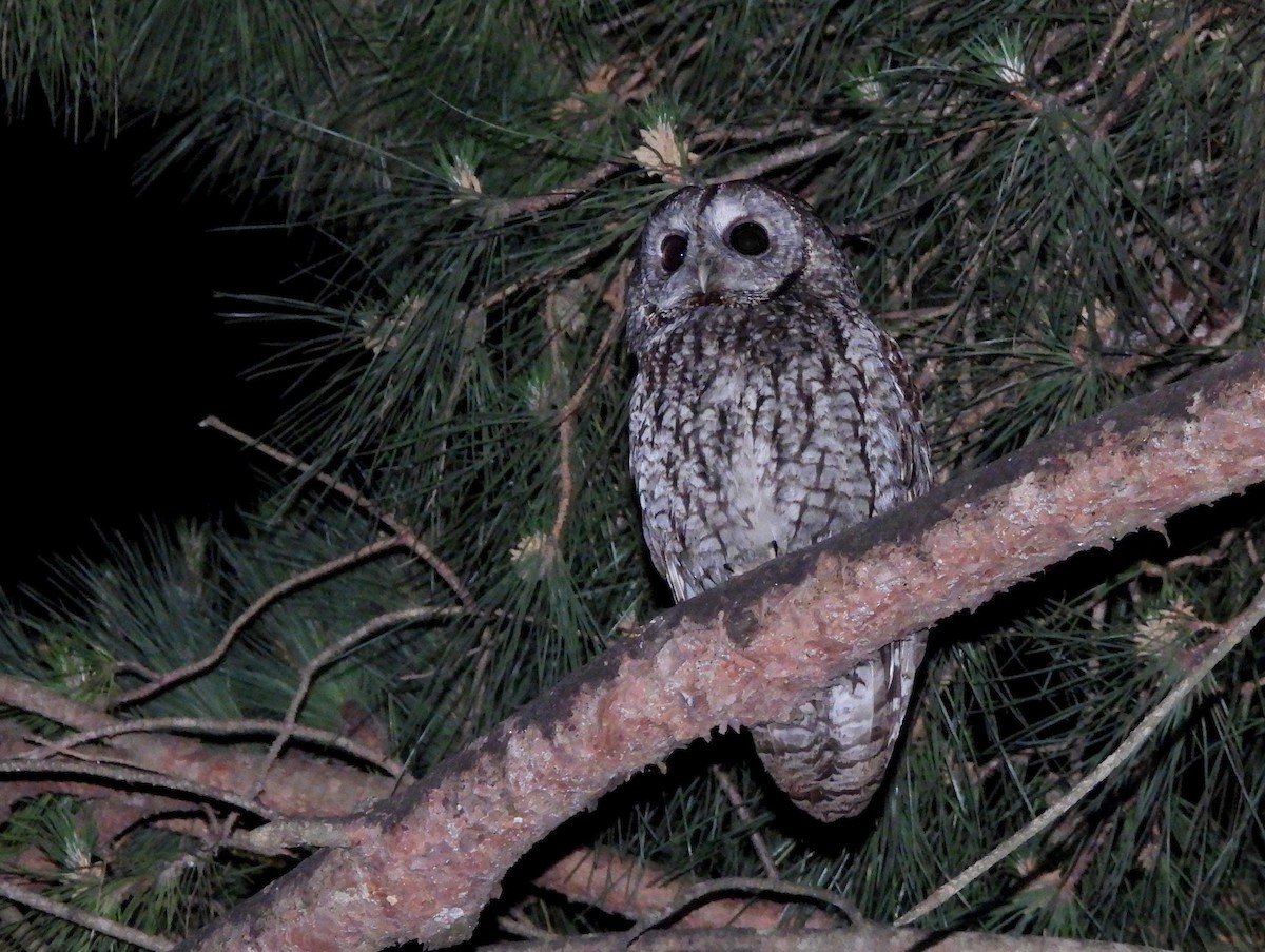 Chouette hulotte - ML645168239