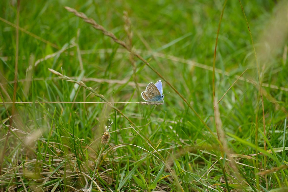 Common Blue - ML645168240