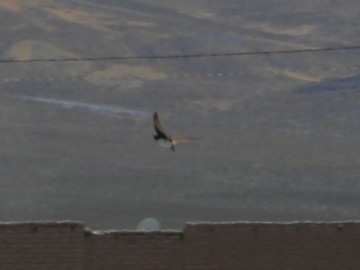 Brown-chested Martin - ML645168242