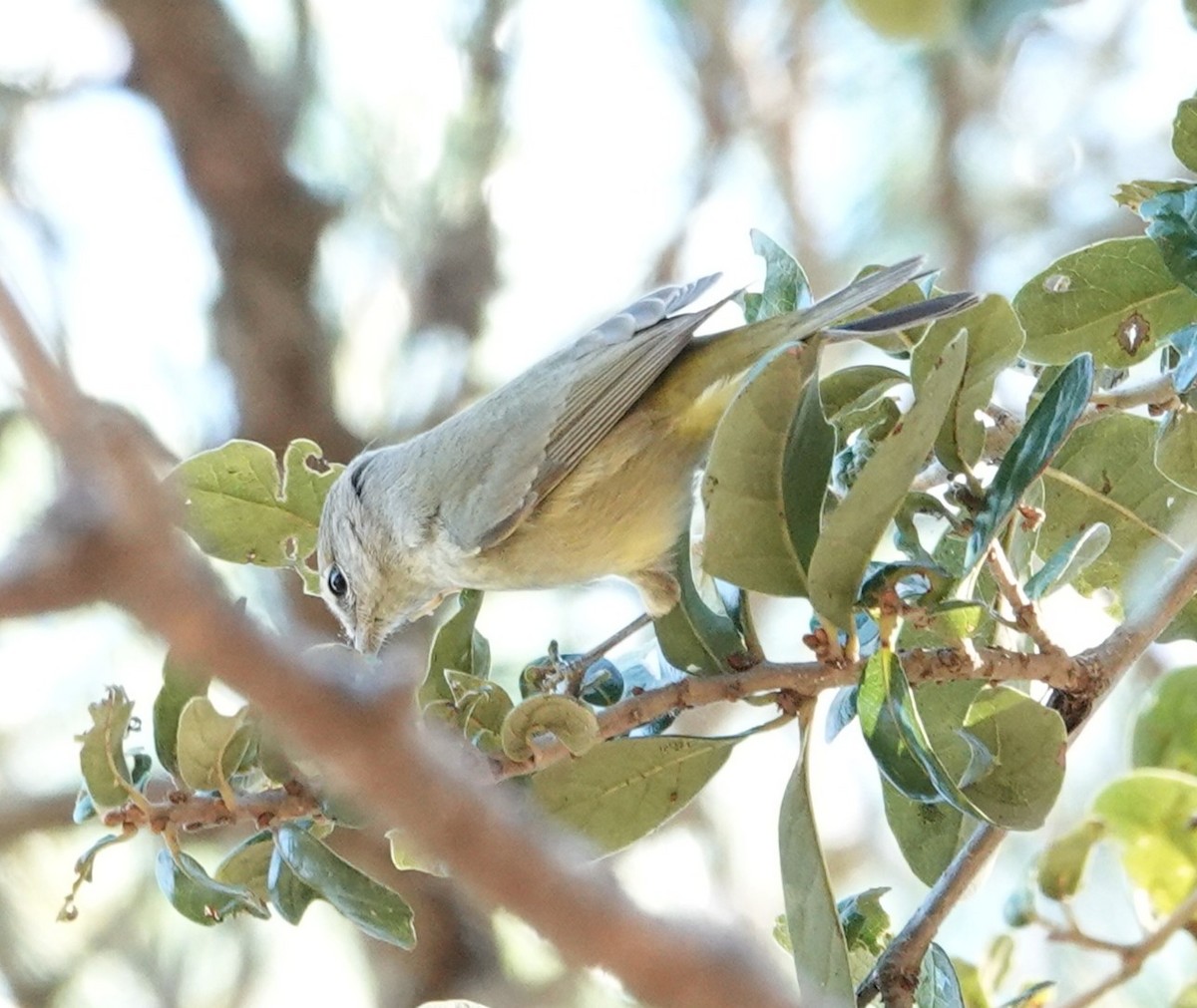 Orange-crowned Warbler - ML645168249
