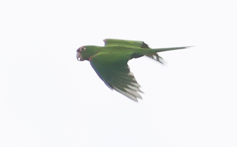 Cordilleran Parakeet - ML645168251