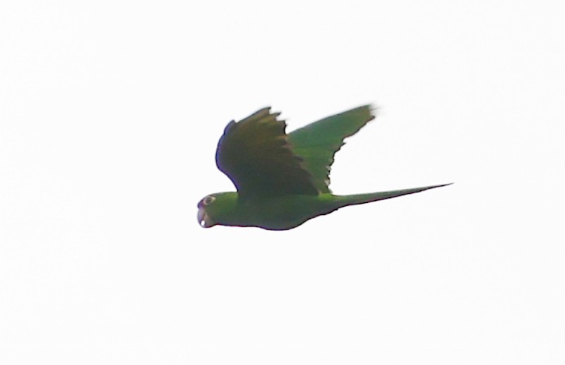 Cordilleran Parakeet - ML645168252