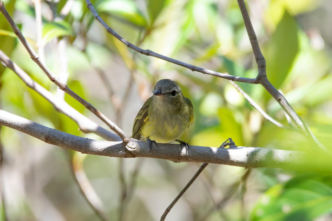 Greenish Elaenia - ML645168265